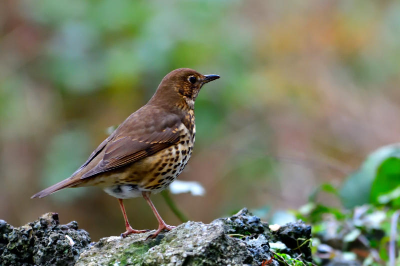 Song Thrush (Bronfraith).