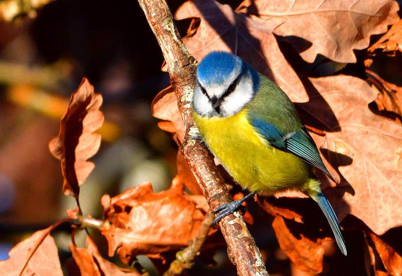 Blue Tit (Titw Tomos Las).