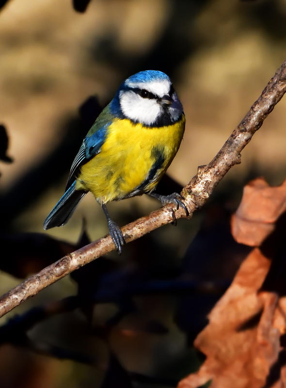 Blue Tit (Titw Tomos Las).