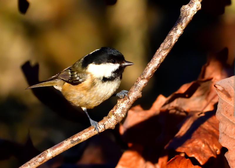 Coal Tit (Titw Penddu).