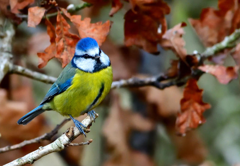 Blue Tit (Titw Tomos Las).