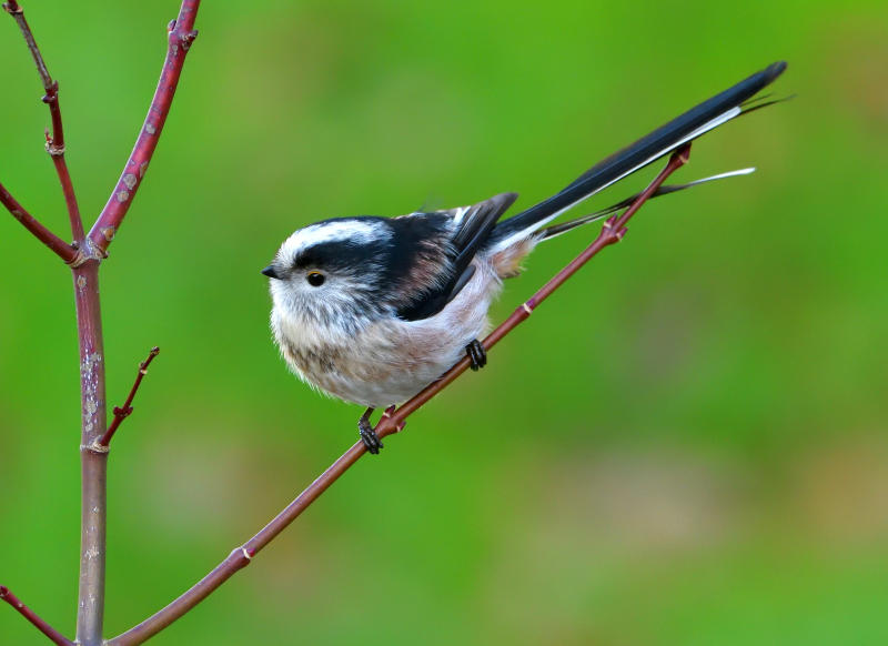 Long Tailed Tit (Yswigw Gynffon Hir).