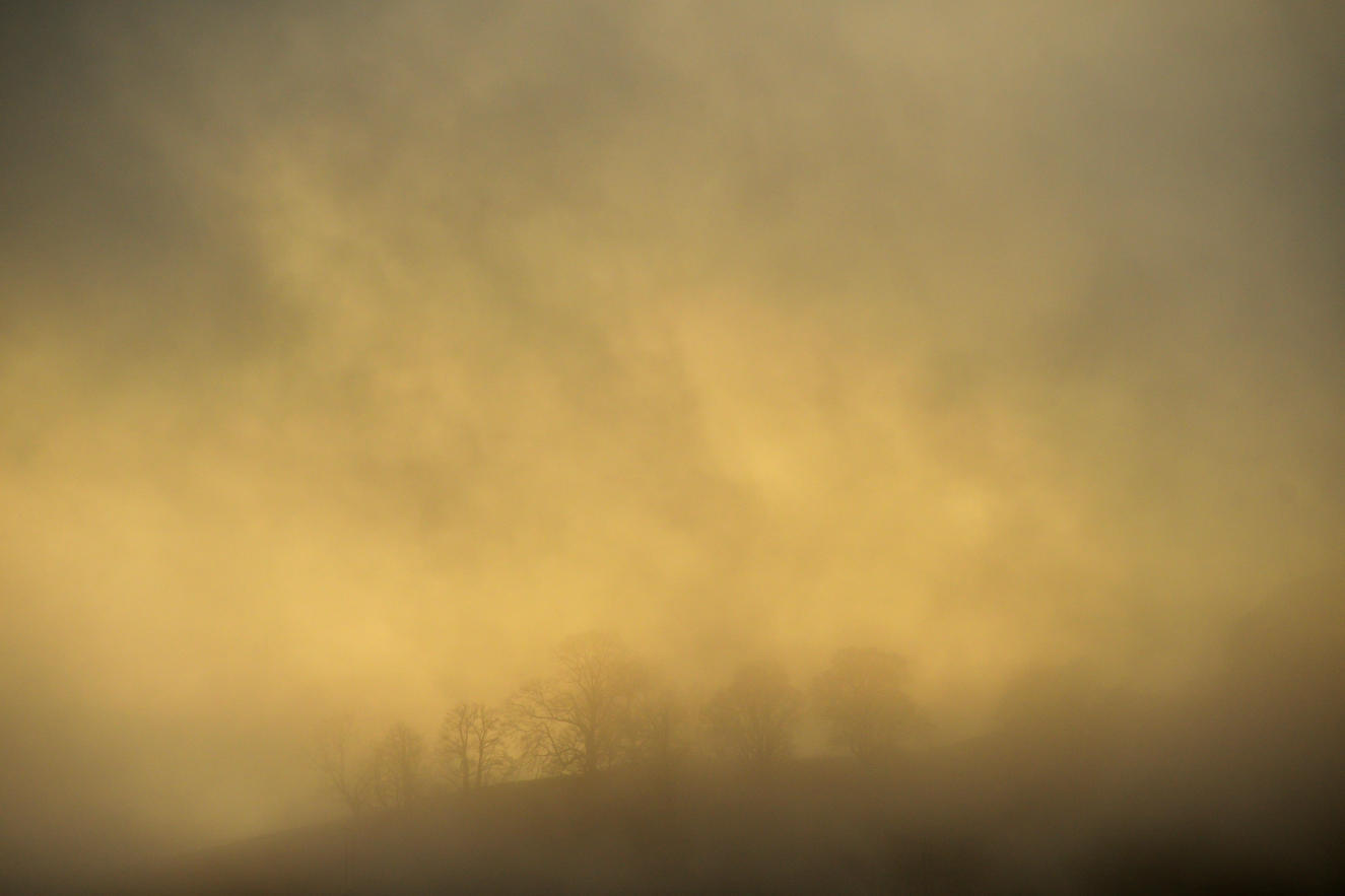 Ghostly oaks at Penrhiwcaradoc.