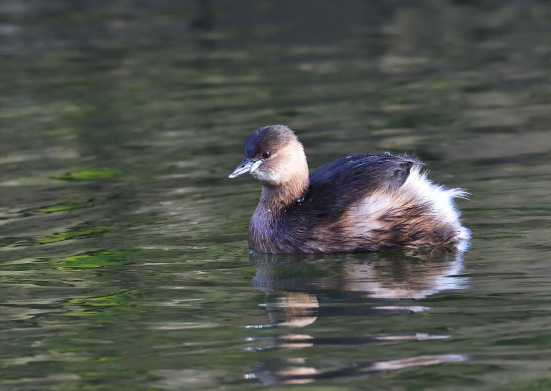 Little Grebe.