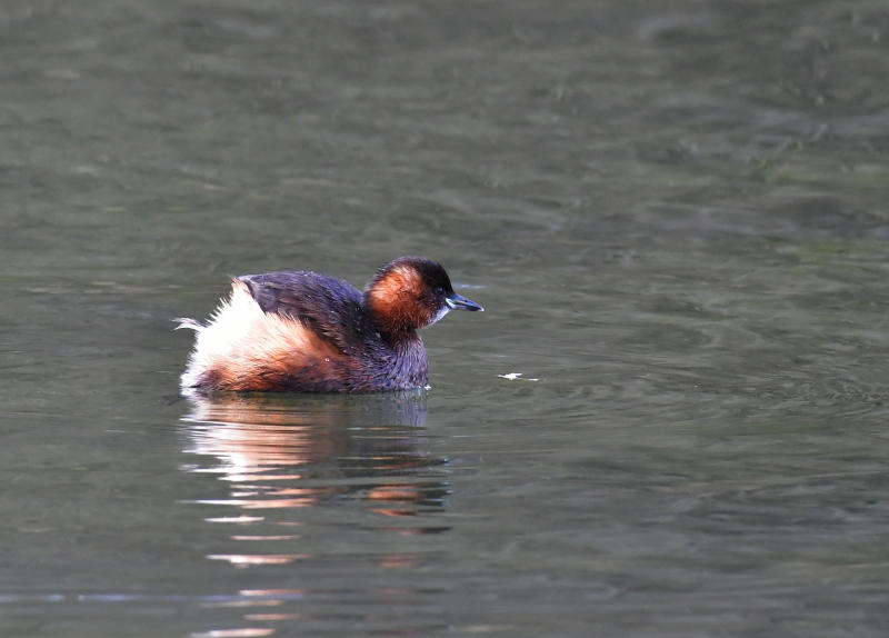 Little Grebe.