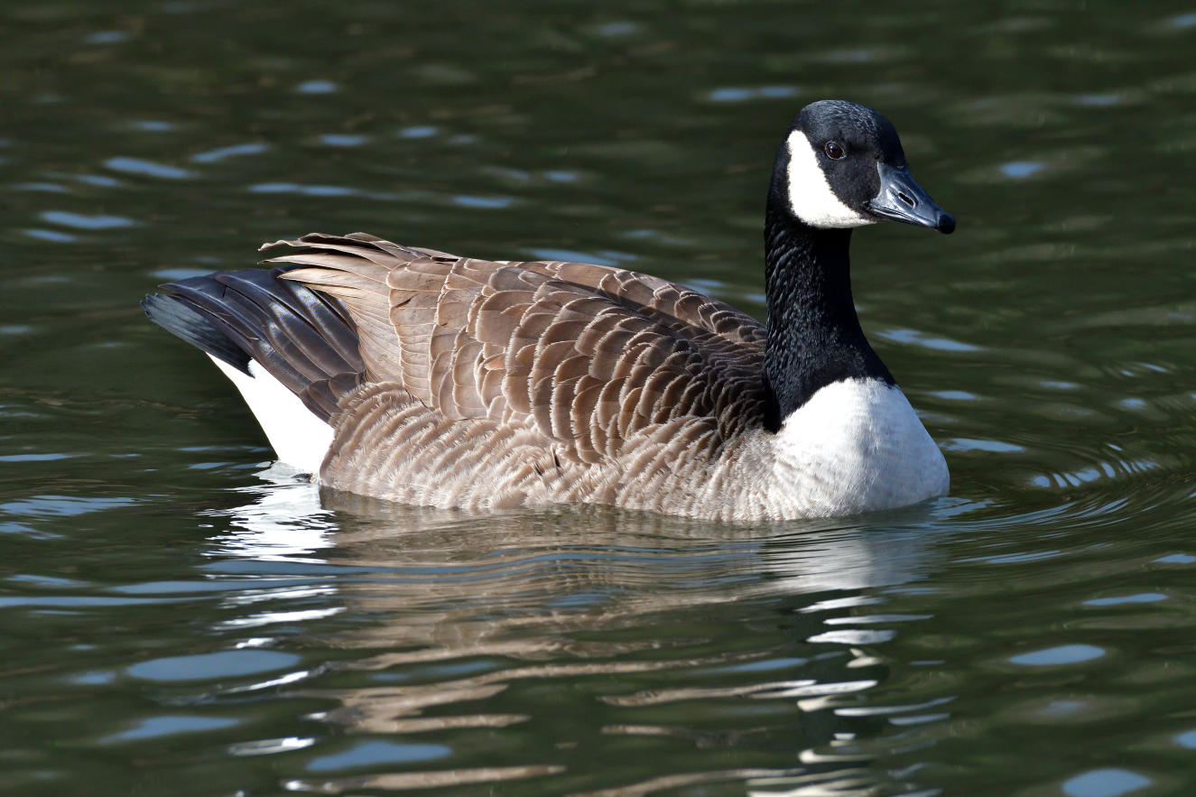 Canada Goose.