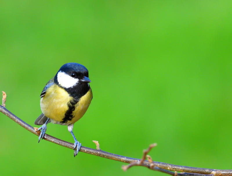 Great Tit.