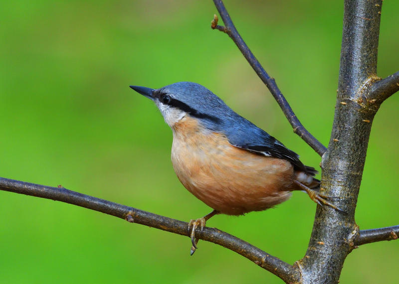 Nuthatch.