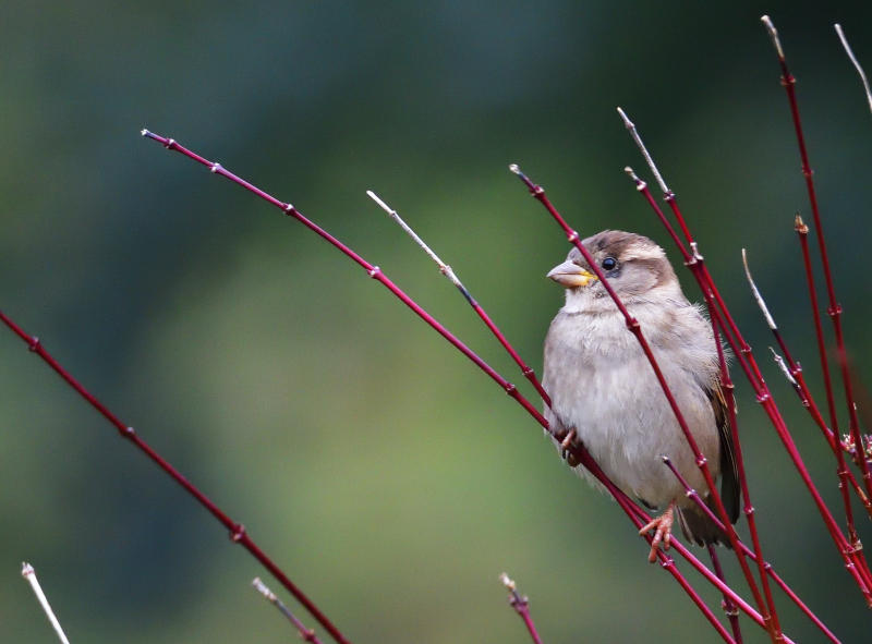 House Sparrow.