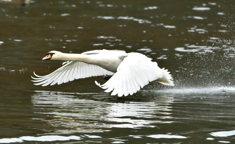 Graceful profile.