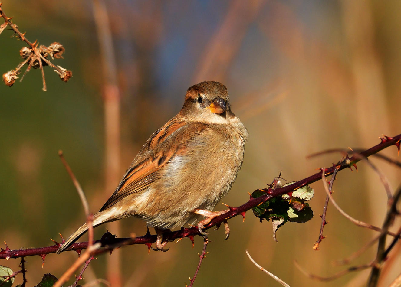 House Sparrow. (Aderyn Y To).