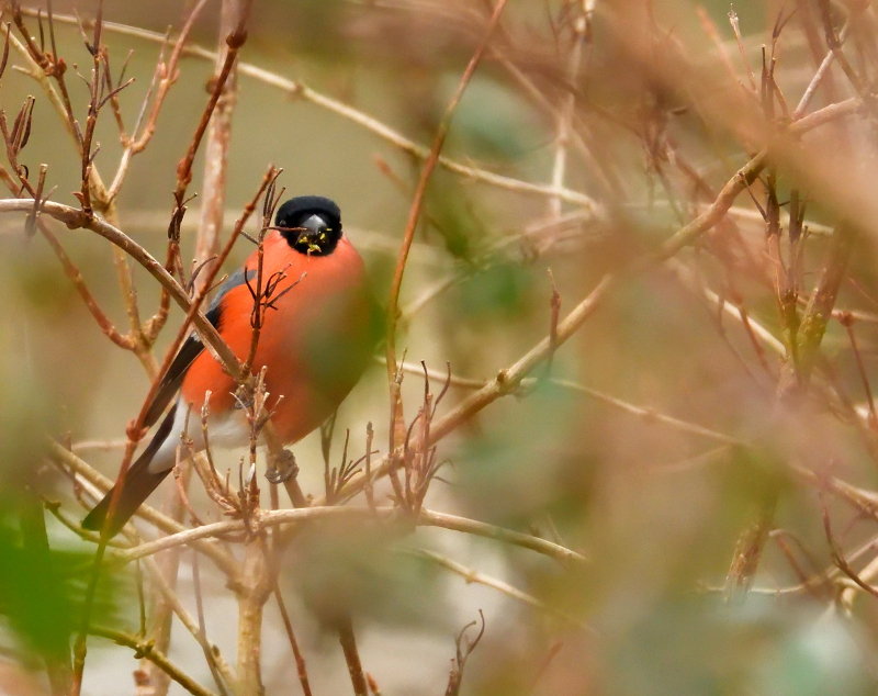Male Bullfinch feeding.
