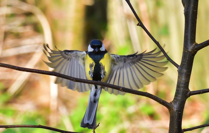 Great Tit in flight.