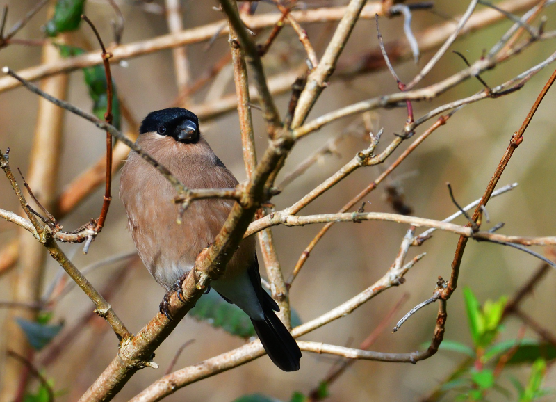 DSC_5678.JPG