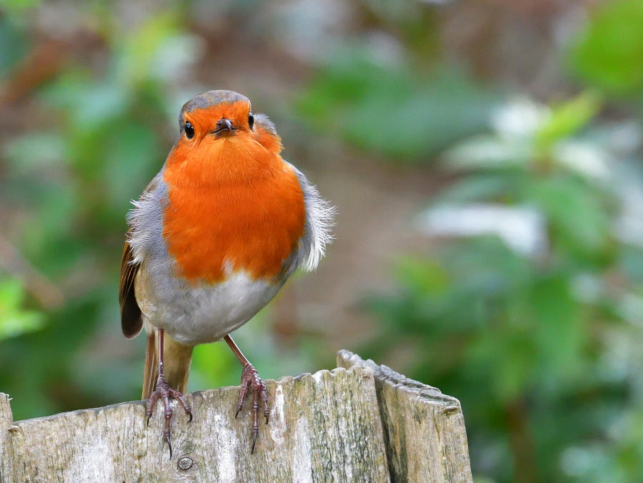 Wind blown Robin.