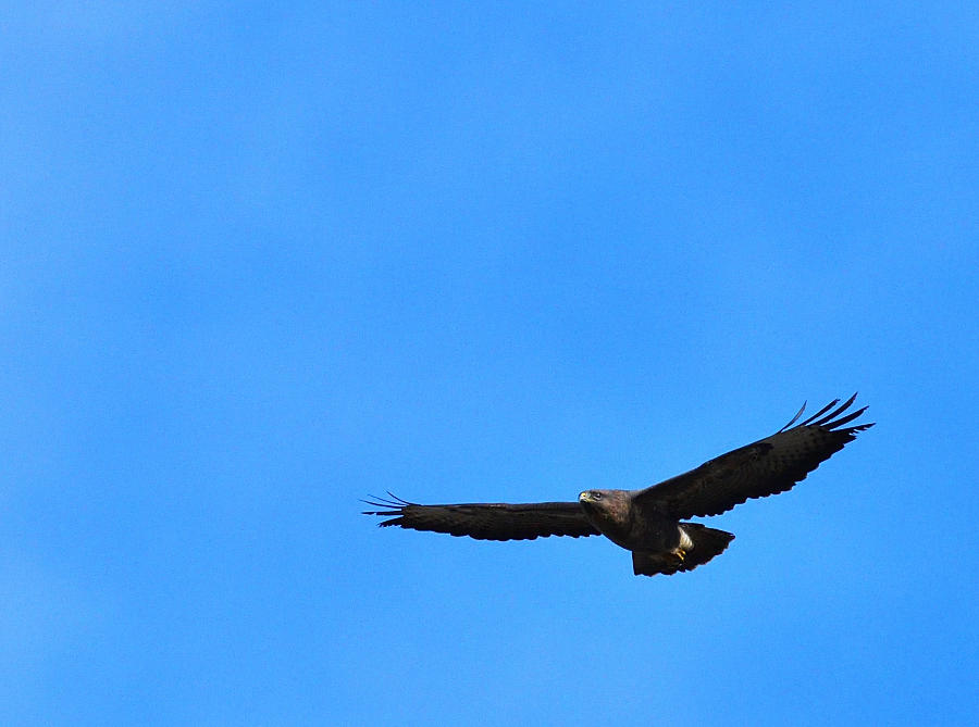 Buzzard soaring.