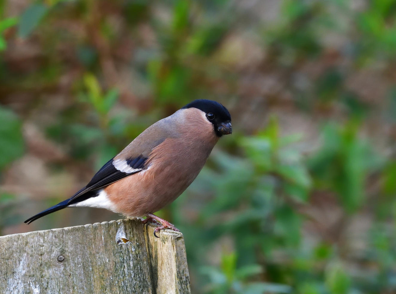Female Bullfinch.