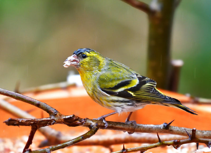 Siskin. A rare visitor.