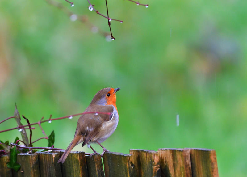 Singing in the rain.