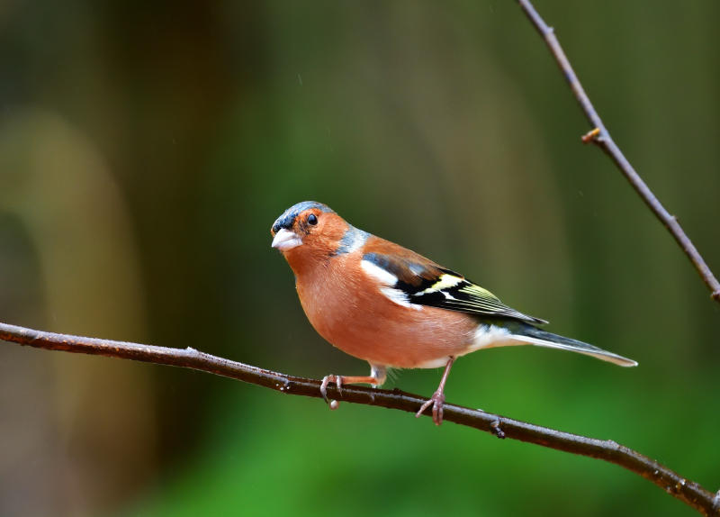 Male Chaffinch.