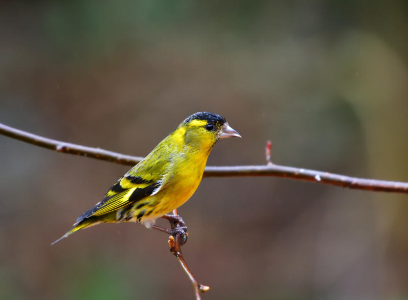 Male Siskin.