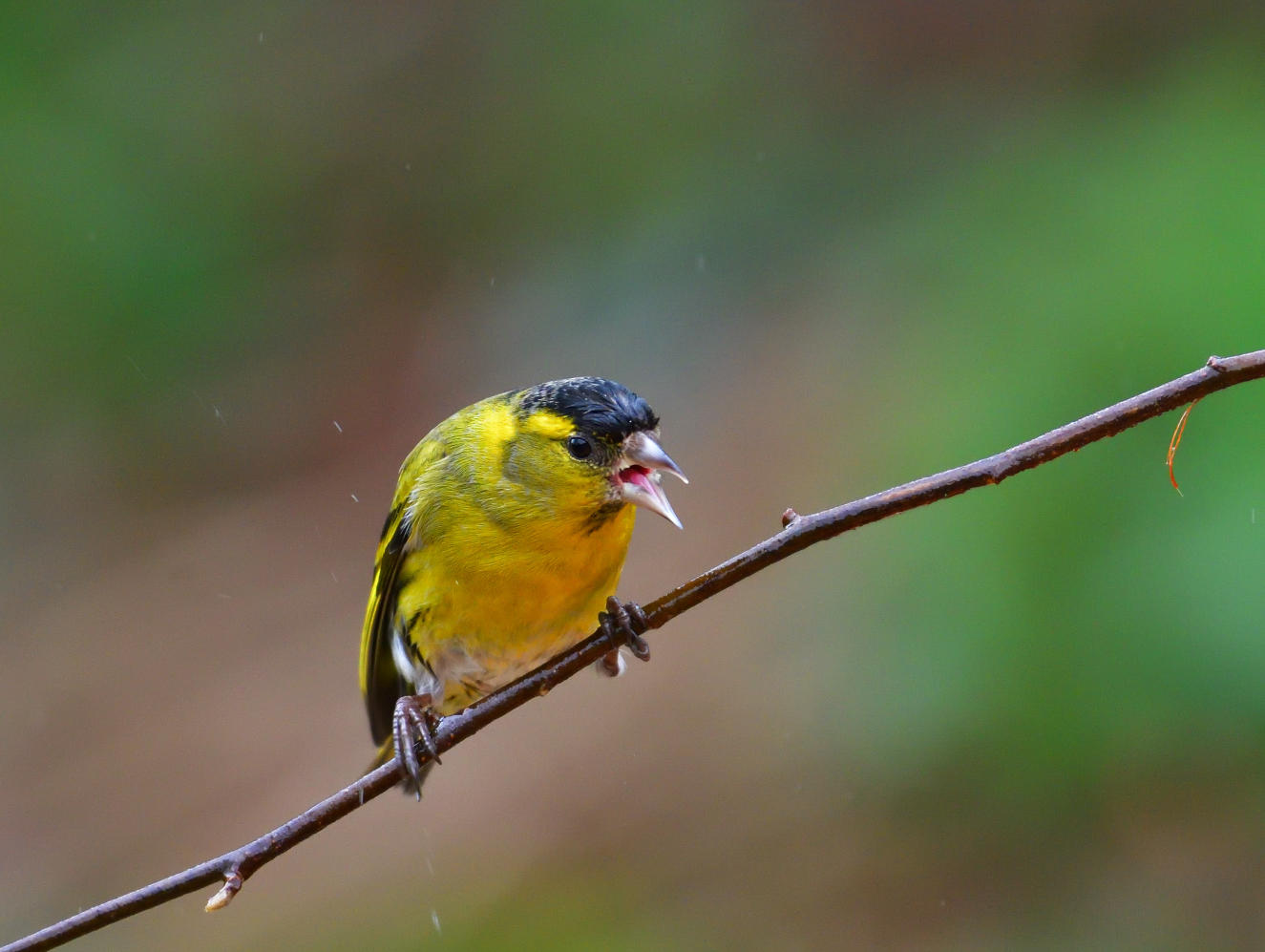 Male Siskin.