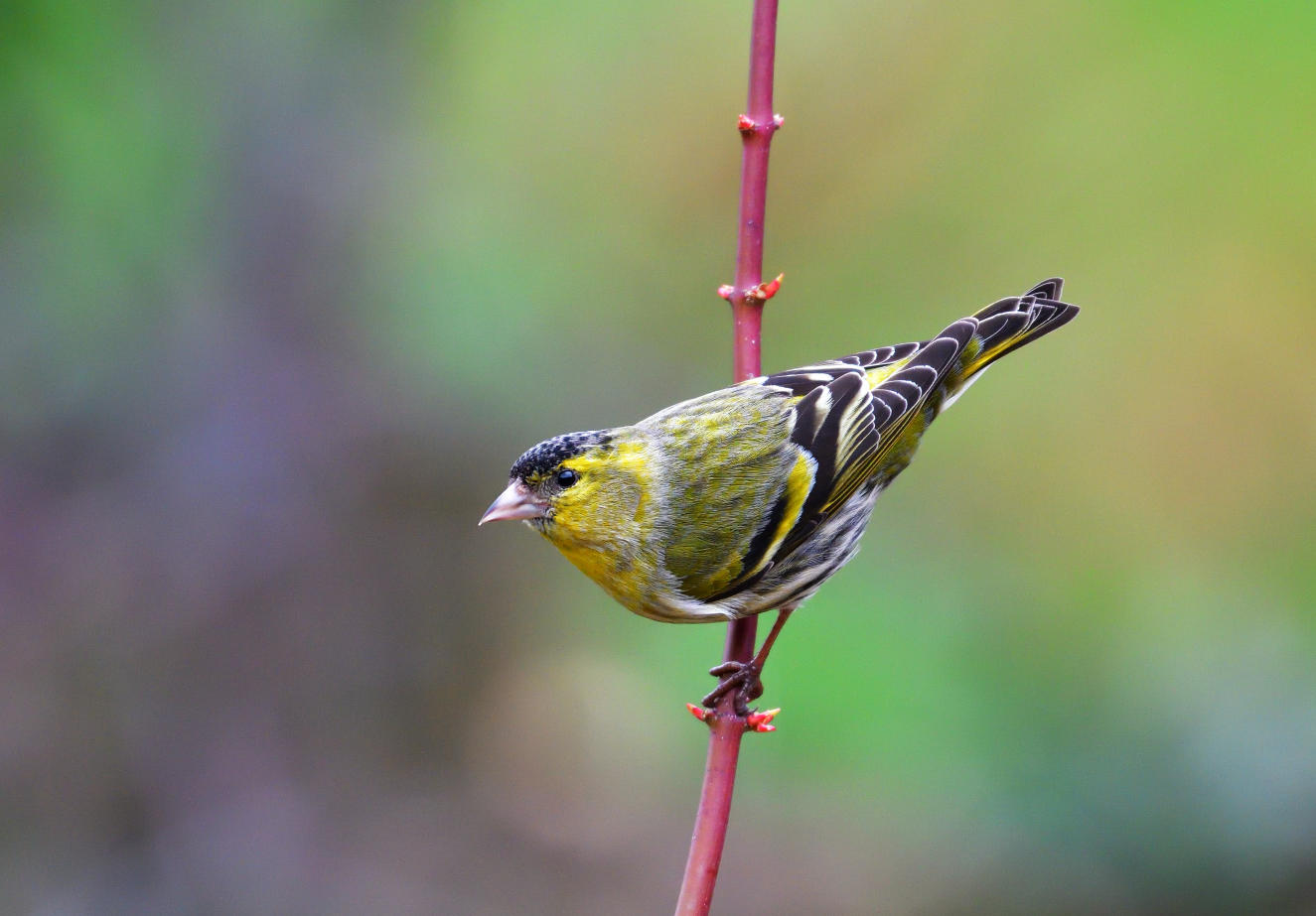 Siskin.