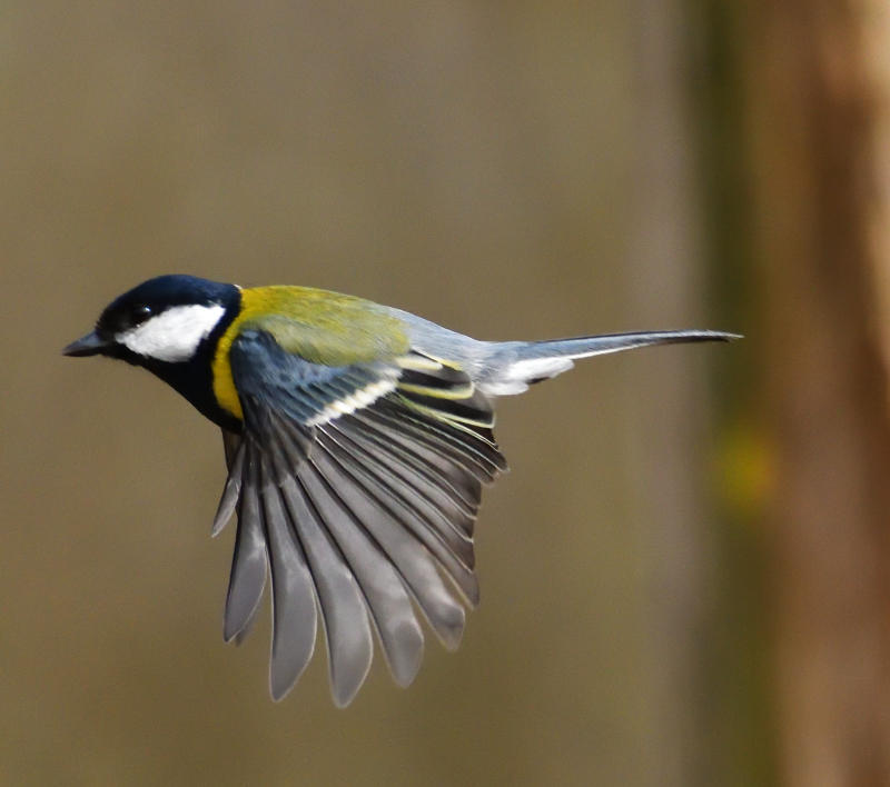 Great Tit in flight.