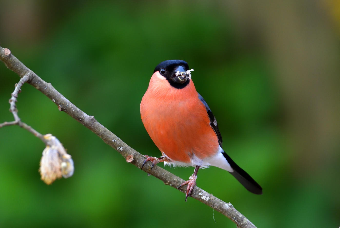 Male Bullfinch.