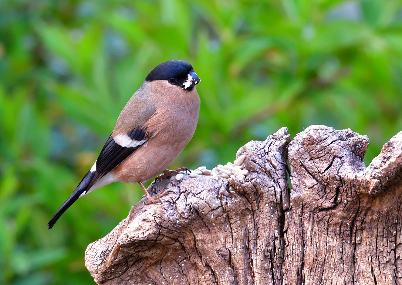 Female Bullfinch enjoying some free food.