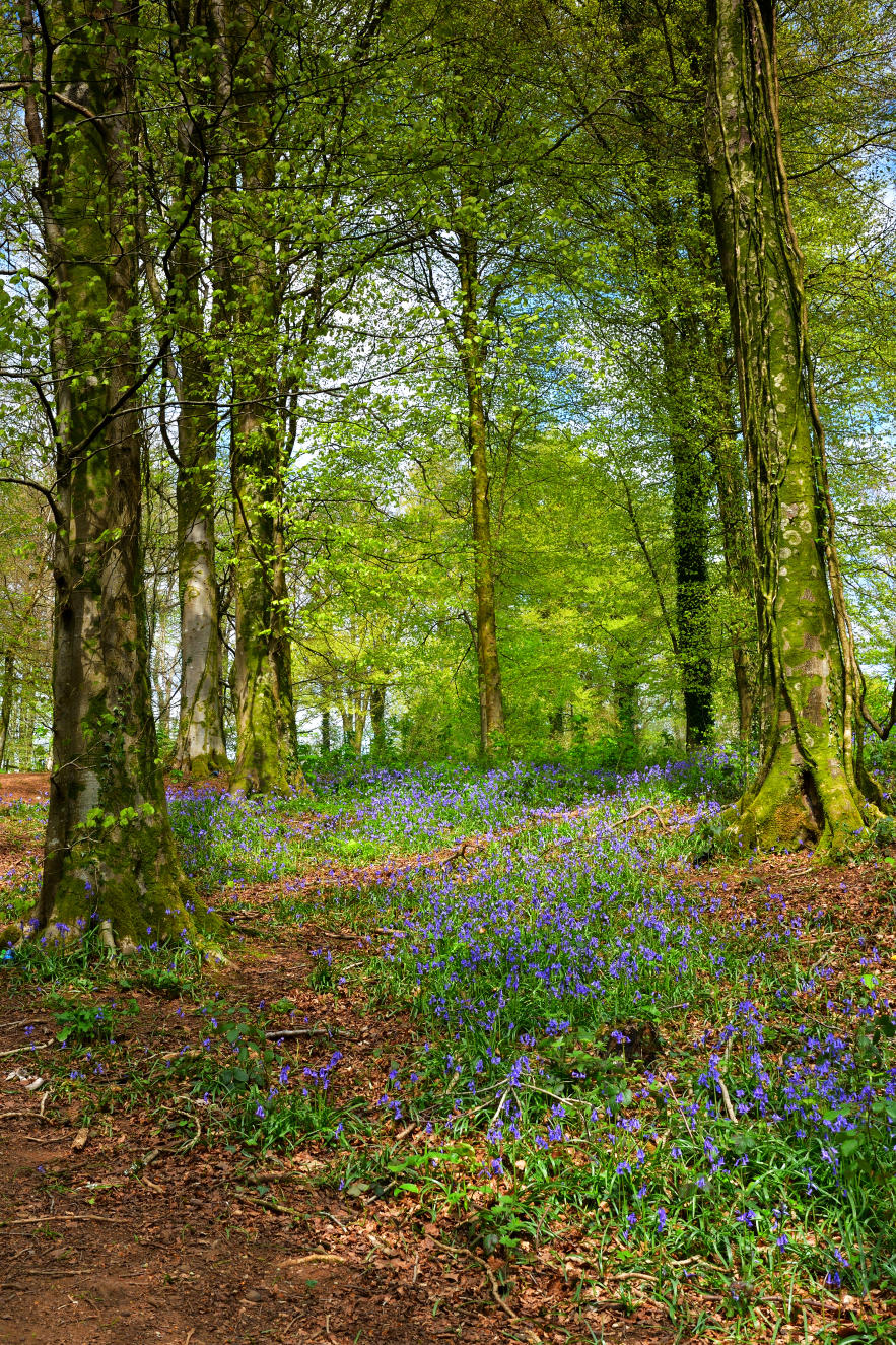 Fforest Fawr, Tongwynlais near Cardiff.