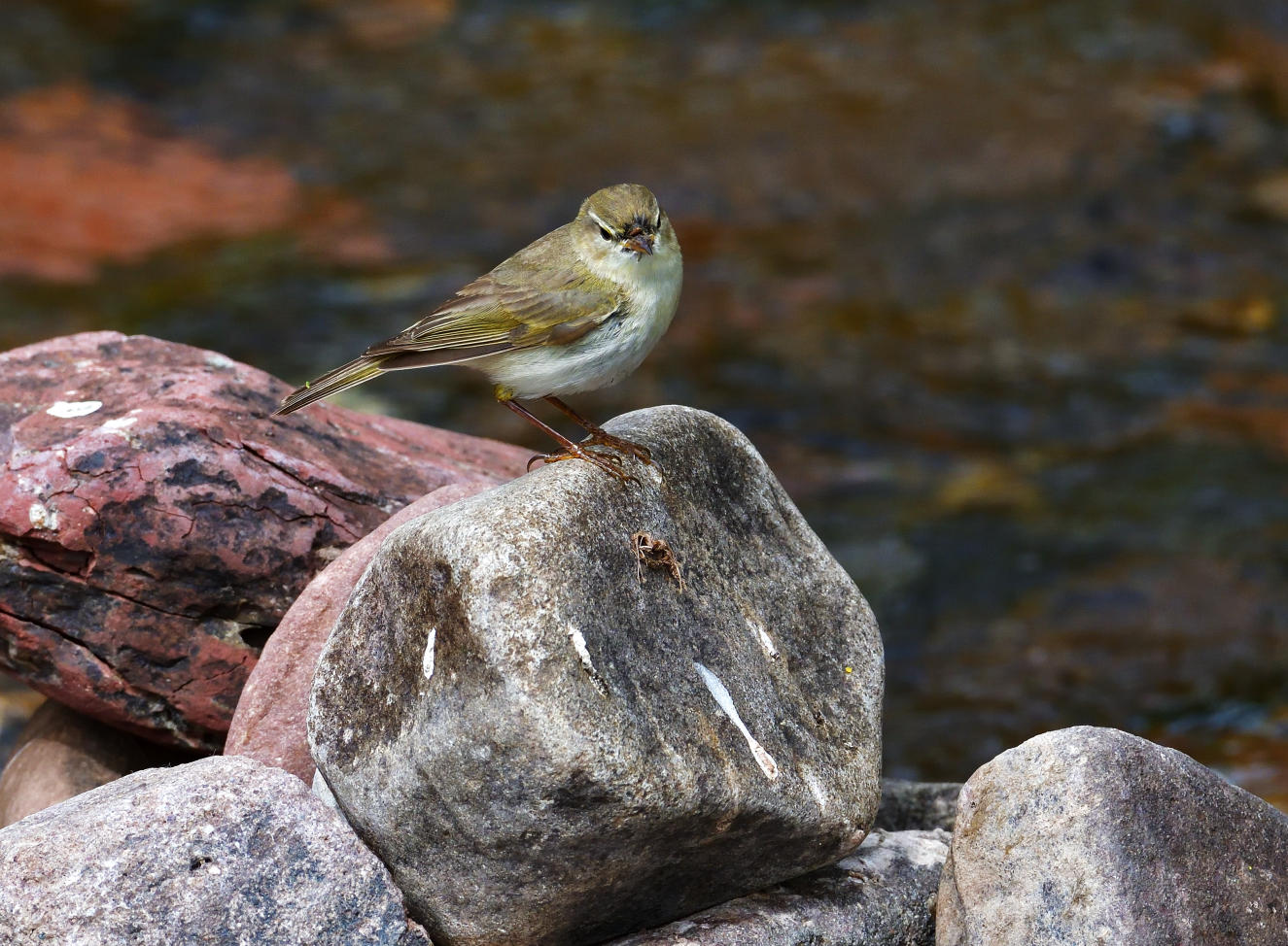 Willow Warbler than thinks its a Dipper.