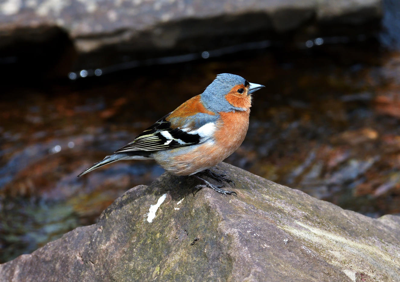 Male Chaffinch at Blaen Llia.