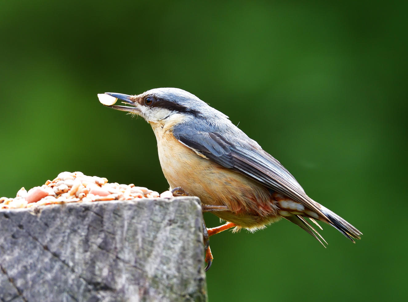 Nuthatch.