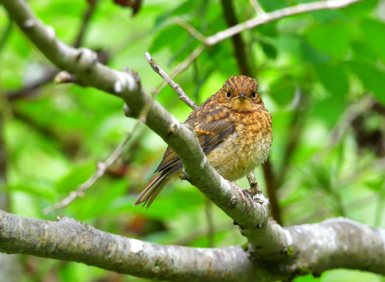 Young Robin.