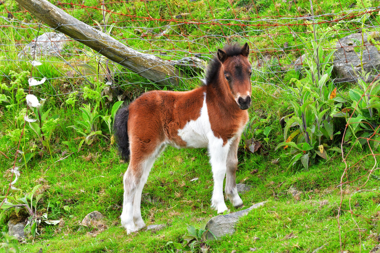Pretty little foal.
