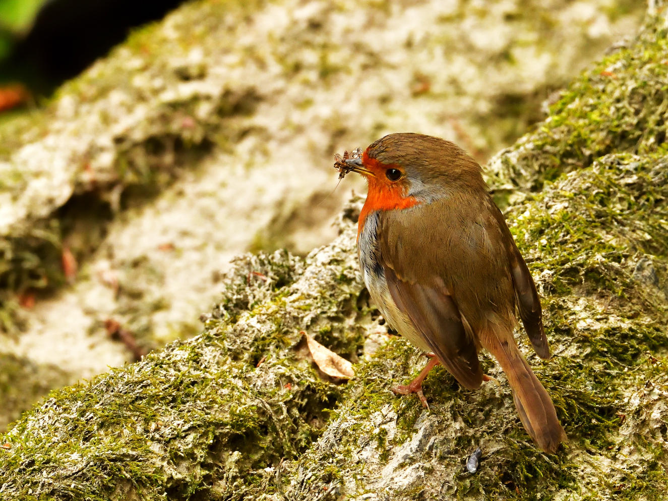 Riverside Robin.