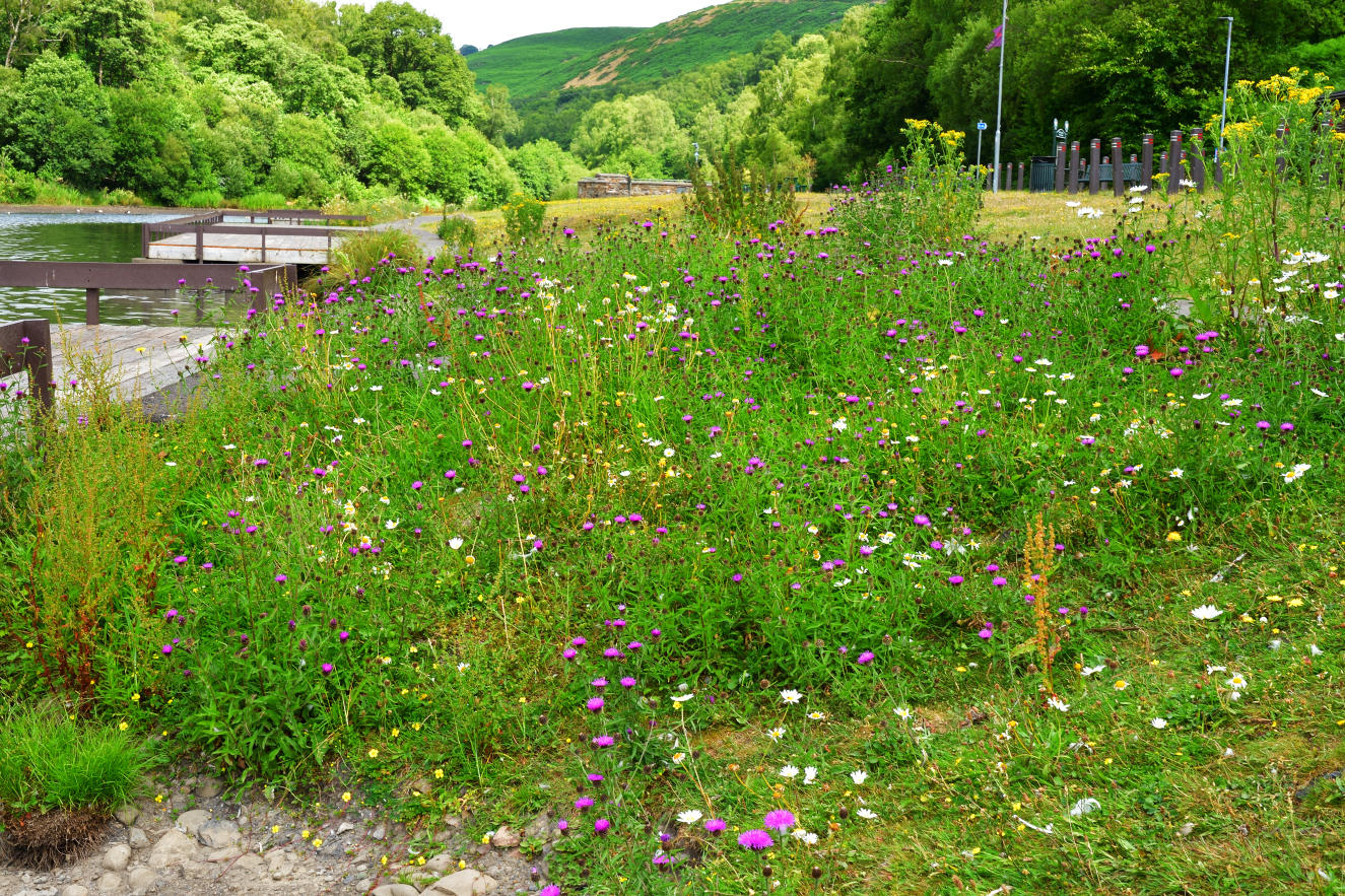 Wild flowers, July 2022.