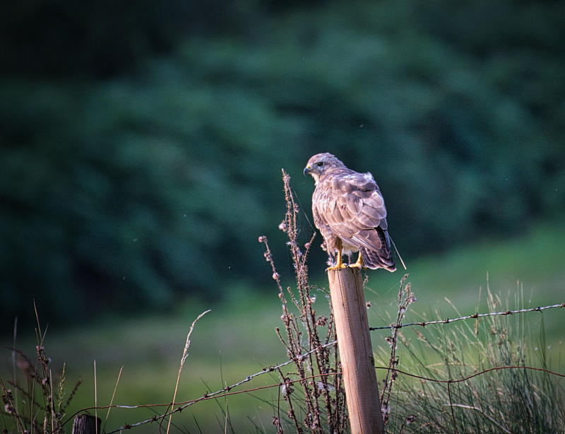 Buzzard