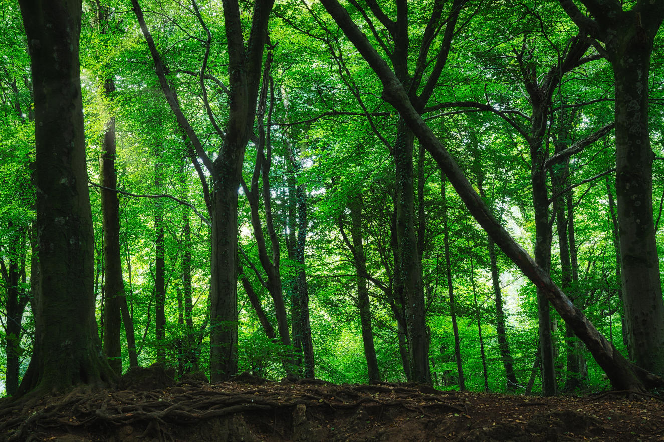 Fforest Fawr, Tongwynlais.