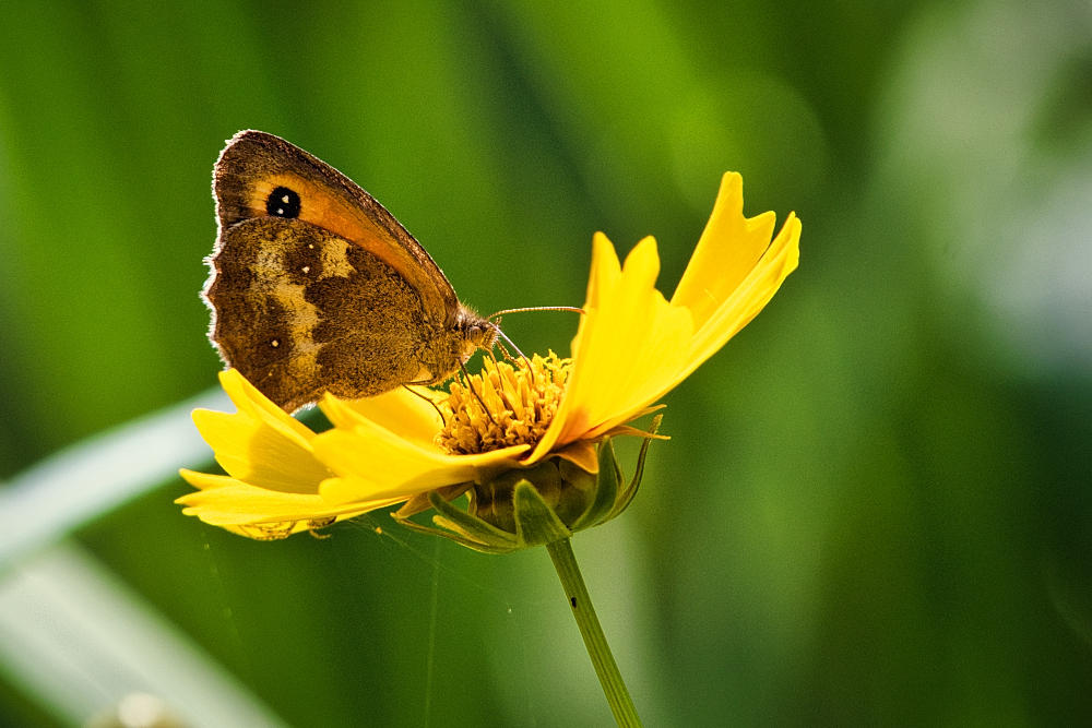 Gatekeeper Butterfly.