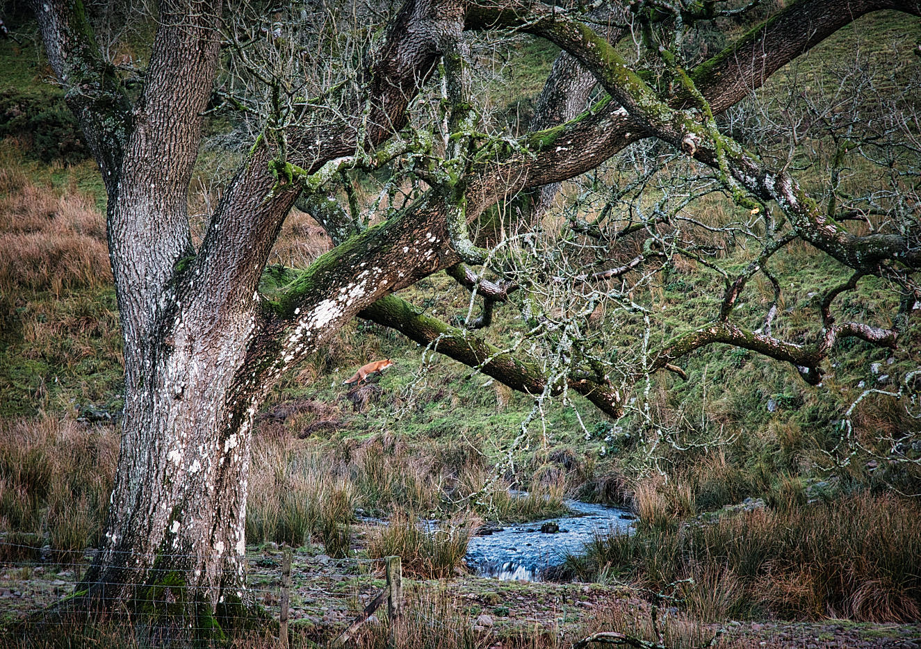 Fox disturbed in the Brecon Beacons.