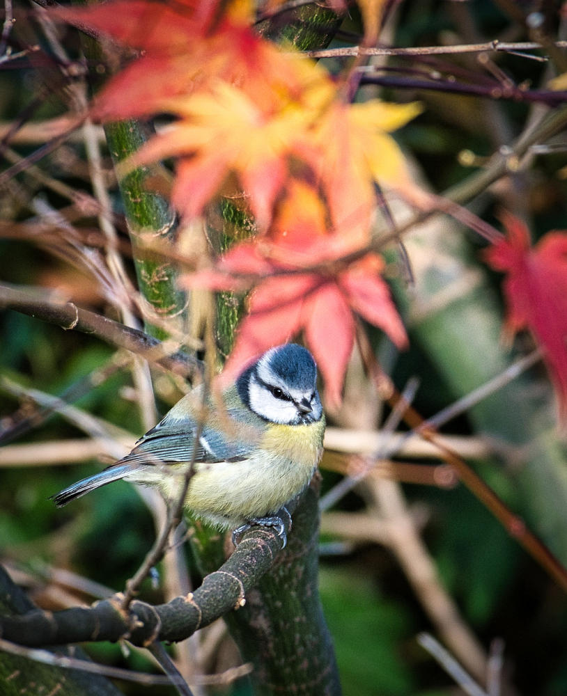 Blue Tit and the last of Autumns colours.