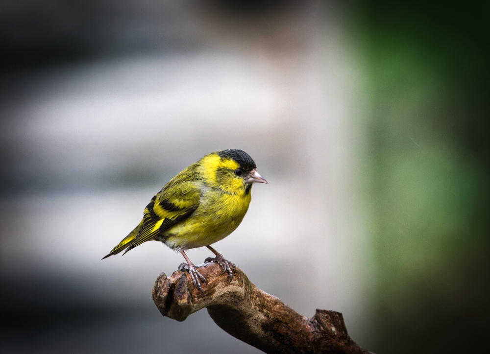 Male Siskin.