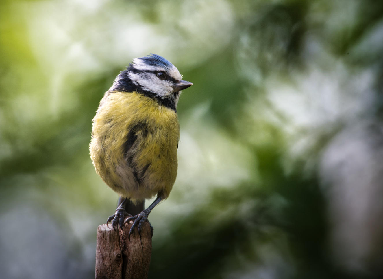 Blue Tit balancing act.