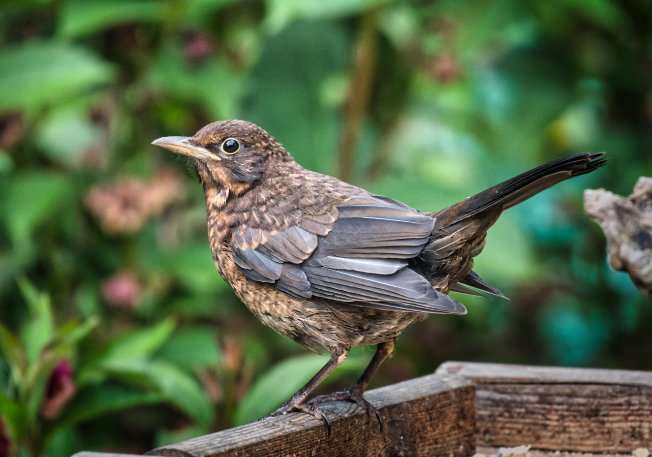 Female Blackbird fledgling.