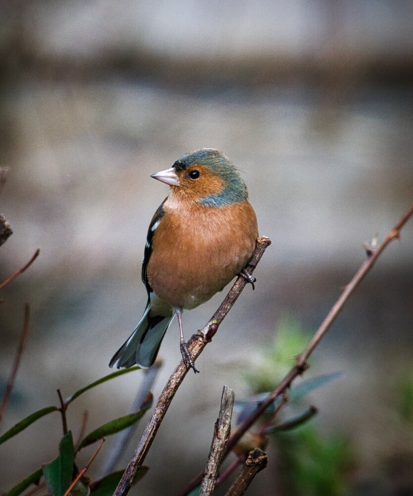 Male Chaffinch.