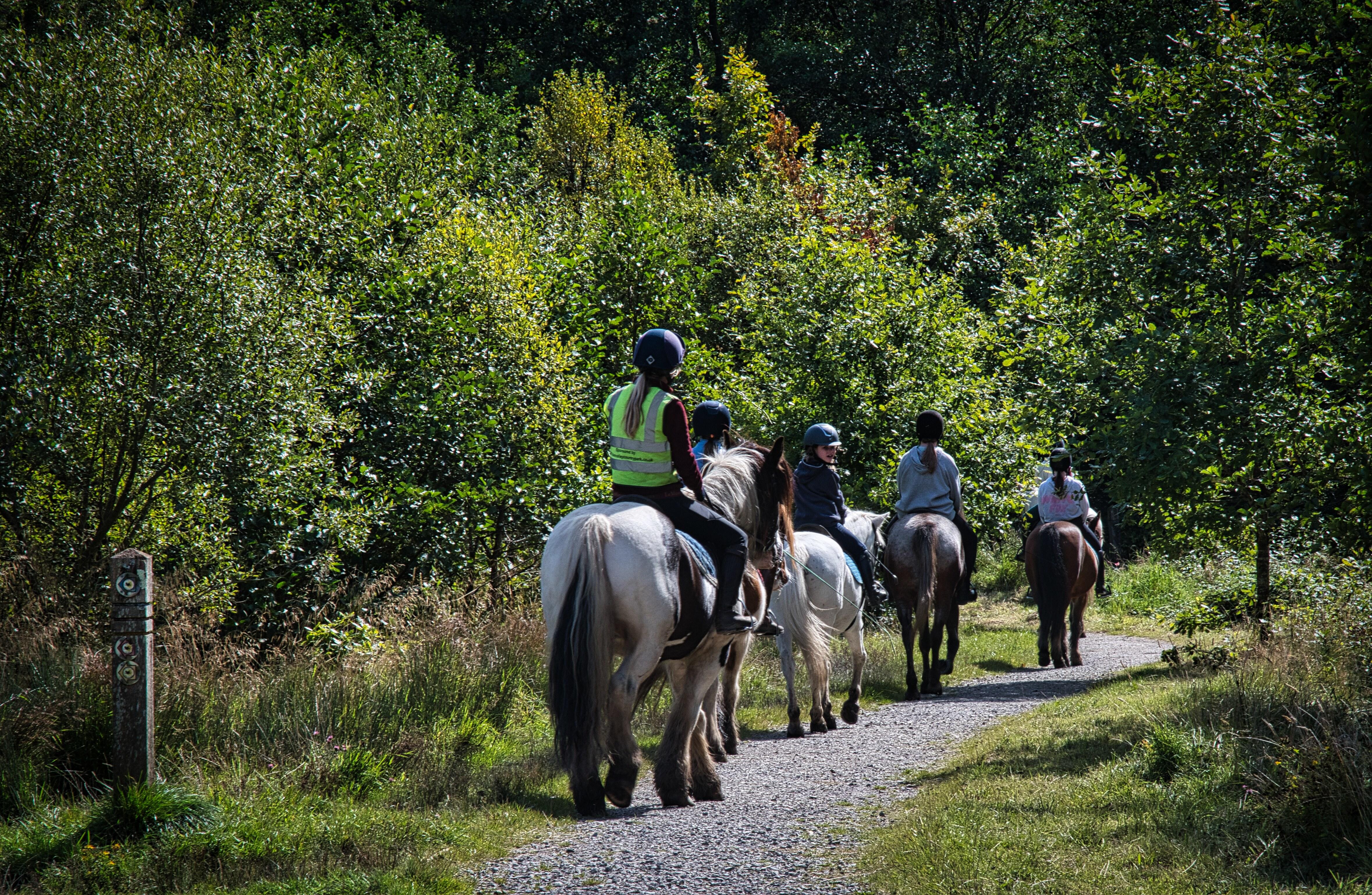 Pony trekking.
