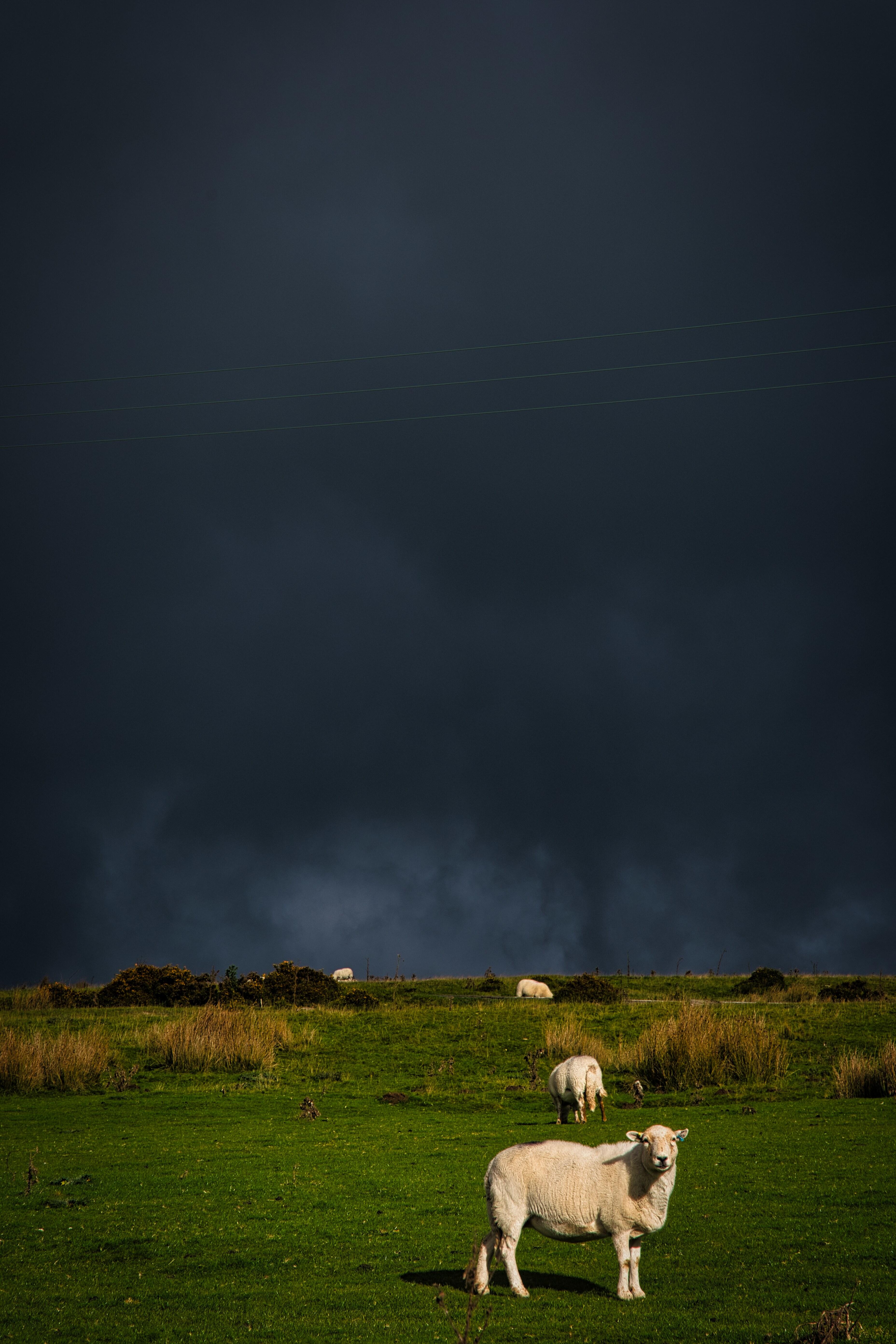 Sheep and rain clouds Gelligaer.