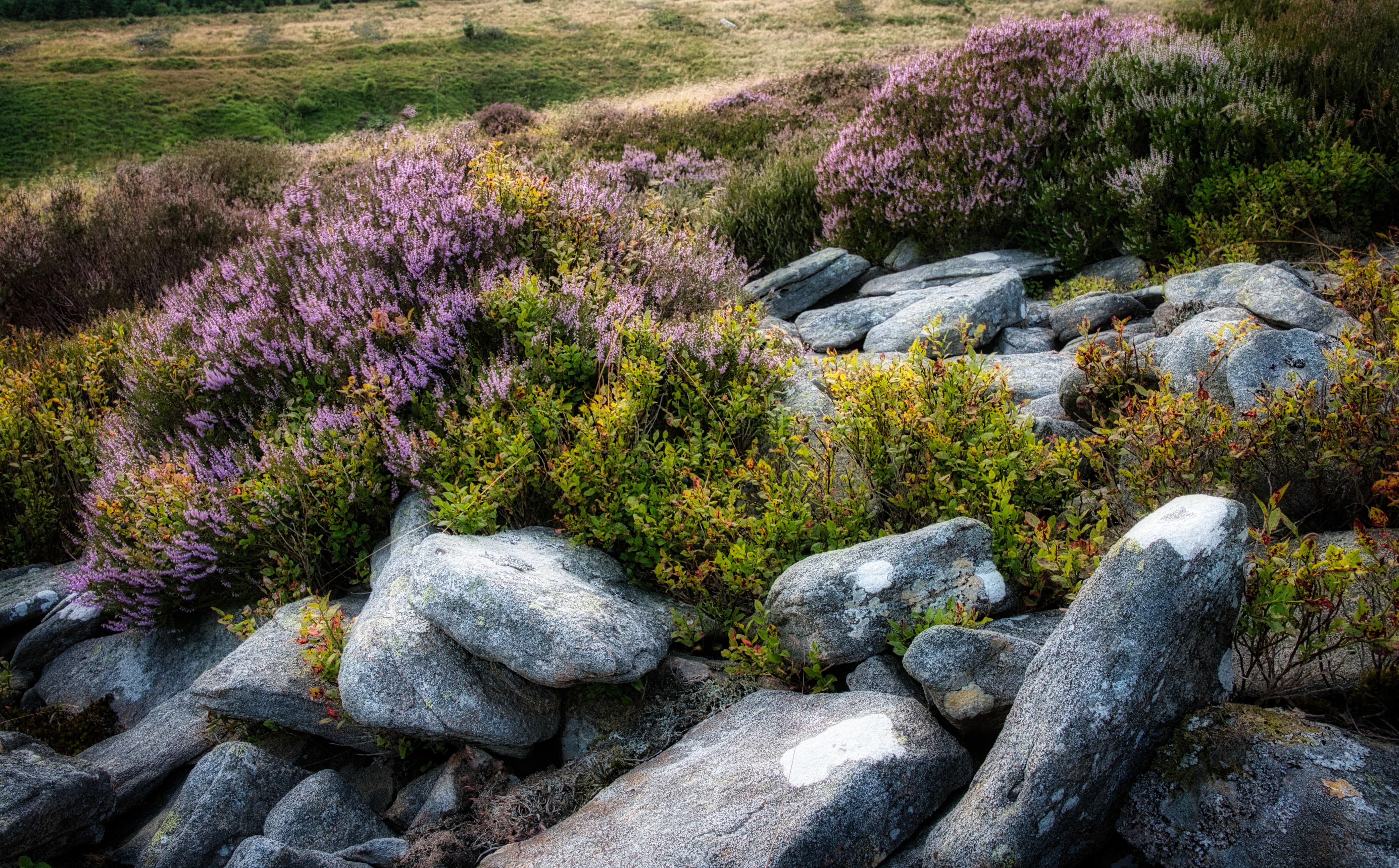 Stones and heather.